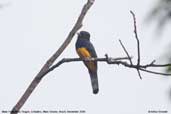 Male Violaceous Trogon, Cristalino, Mato Grosso, Brazil, December 2006 - click for larger image