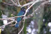 Male Violaceous Trogon, Cristalino Lodge, Mato Grosso, Brazil, April 2003 - click for larger image