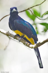 Male White-tailed Trogon, Camacan, Bahia, Brazil, November 2008 - click for larger image