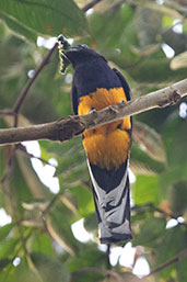 Male Sani Lodge, Ecuador, November 2019 - click for larger image