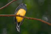 Female White-tailed Trogon, Palmarí, near Tabatinga, Amazonas, Brazil, September 2003 - click for larger image