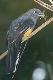 Female White-tailed Trogon, Linhares, Espírito Santo, Brazil, March 2004 - click for larger image