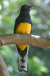 Male White-tailed Trogon, Linhares, Espírito Santo, Brazil, March 2004 - click for larger image