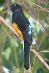Male White-tailed Trogon, Linhares, Espírito Santo, Brazil, March 2004 - click for larger image