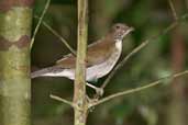 White-necked Thrush, Caxiuanã, Pará, Brazil, November 2006 - click for larger image