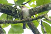 Creamy-bellied  Thrush, Ubatuba, São Paulo, Brazil, December 2006 - click for larger image