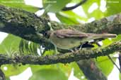 Creamy-bellied  Thrush, Ubatuba, São Paulo, Brazil, December 2006 - click for larger image