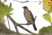 Creamy-bellied  Thrush, Ubatuba, São Paulo, Brazil, December 2006 - click for larger image