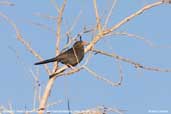 Chiguanco Thrush, San Pedro de Atacama, Chile, January 2007 - click for larger image