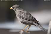 Chiguanco Thrush, Putre, Chile, February 2007 - click for larger image