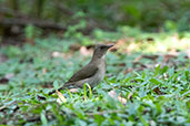 Black-billed Thrush, Tarapoto, San Martin, Peru, September 2018 - click for larger image