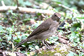 Black-billed Thrush, Tarapoto, San Martin, Peru, September 2018 - click for larger image