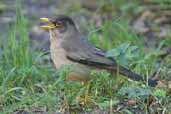 Austral  Thrush, Puyehue NP, Chile, November 2005 - click for larger image