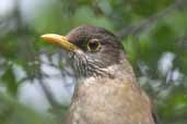 Austral  Thrush, Torres del Paine, Chile, December 2005 - click for larger image