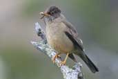 Austral  Thrush, Torres del Paine, Chile, December 2005 - click for larger image