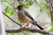 Austral  Thrush, Juan Fernandez Island, Chile, January 2007 - click for larger image