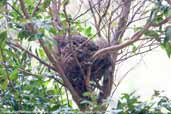 Austral  Thrush nest, Juan Fernandez Island, Chile, January 2007 - click for larger image