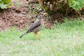 Juvenile  Austral Thrush, Vichuquén, Chile, January 2007 - click for larger image