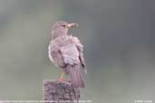 Austral  Thrush with deformed bill, Vichuquén, Chile, January 2007 - click for larger image