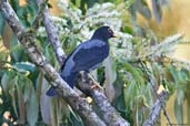 Male Yellow-legged Thrush, Camacan, Bahia, Brazil, November 2008 - click for larger image