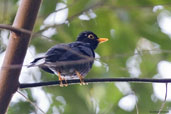 Male Yellow-legged Thrush, Camacan, Bahia, Brazil, November 2008 - click for larger image