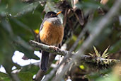 Chestnut-bellied Thrush, Cabanas San Isidro, Ecuador, November 2019 - click for larger image