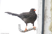 Great Thrush, Chingaza, Cundinamarca, Colombia, April 2012 - click for larger image