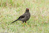 Great Thrush, Chingaza, Cundinamarca, Colombia, April 2012 - click for larger image