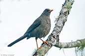 Great Thrush, Santa Marta, Magdalena, Colombia, April 2012 - click for larger image