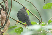 Great Thrush, Rio Blanco, Caldas, Colombia, April 2012 - click for larger image