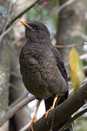 Great Thrush, Quito, Ecuador, November 2019 - click for larger image