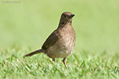 Black-billed Thrush, Los Cerritos, near Pereira, Risaralda, Colombia, April 2012 - click for larger image