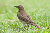 Black-billed Thrush, Los Cerritos, near Pereira, Risaralda, Colombia, April 2012 - click for larger image