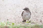 Black-billed Thrush, Baeza, Ecuador, November 2019 - click for larger image