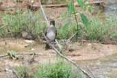 Black-billed Thrush, Palmarí, near Tabatinga, Amazonas, Brazil, September 2003 - click for larger image