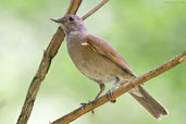 Pale-breasted Thrush, Teresópolis, Rio de Janeiro, Brazil, November 2008 - click for larger image