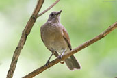 Pale-breasted Thrush, Teresópolis, Rio de Janeiro, Brazil, November 2008 - click for larger image