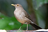 Ecuadorian Thrush, El Descanso, Mindo, Ecuador, November 2019 - click for larger image