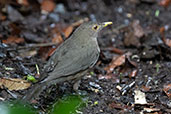 Ecuadorian Thrush, El Descanso, Mindo, Ecuador, November 2019 - click for larger image