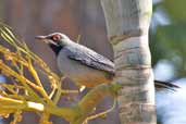 Red-legged Thrush, La Guira, Cuba, February 2005 - click on image for a larger view