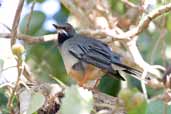Red-legged Thrush, La Guira, Cuba, February 2005 - click on image for a larger view