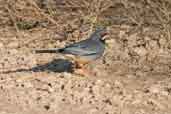 Red-legged Thrush, Zapata Swamp, Cuba, February 2005 - click on image for a larger view