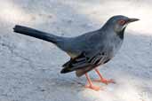 Red-legged Thrush, Zapata Swamp, Cuba, February 2005 - click on image for a larger view