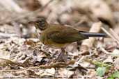 Immature Rufous-bellied Thrush, Parque do Zizo, São Paulo, Brazil, November 2006 - click for larger image