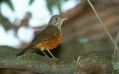 Rufous-bellied Thrush, São Paulo, Brazil, July 2001 - click for larger image