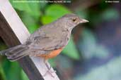 Immature Rufous-bellied Thrush, Parque do Zizo, São Paulo, Brazil, November 2006 - click for larger image