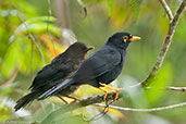 Glossy-black Thrush, Rio Blanco, Caldas, Colombia, April 2012 - click for larger image