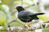 Glossy-black Thrush, Rio Blanco, Caldas, Colombia, April 2012 - click for larger image