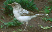 Partially albino thrush, Curitiba, Brazil, July 2001 - click for larger image