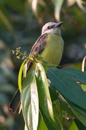 White-throated Kingbird, Manaus, Amazonas, Brazil, July 2004 - click for larger image